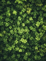 Vibrant green clovers growing in a dense field.