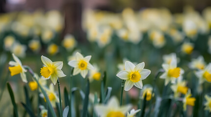 Obraz premium yellow Daffodil flowers in the field