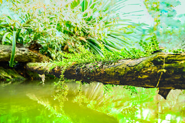 Natural Series : Logs and climbing plants placed over a small pond in the garden at Chiang Mai province
