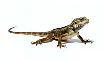 Obraz premium Detailed Closeup of a Brown and Tan Lizard on White Background
