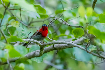 The Crimson Sunbird on a branch in nature
