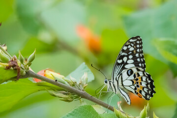 A butterfly on green leaf in nature