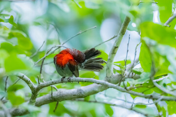 The Crimson Sunbird on a branch in nature