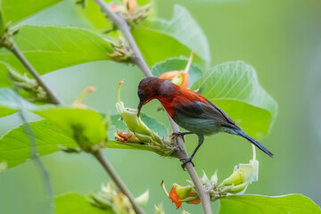 The Crimson Sunbird on a branch in nature