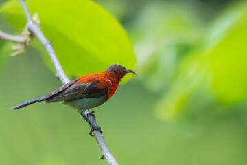 The Crimson Sunbird on a branch in nature