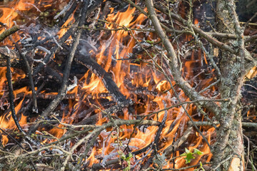 
a large bonfire where flames have engulfed trees and bushes.
