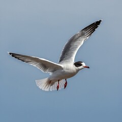 Obraz premium A little gull in mid-flight with wings fully extended, isolated on white.