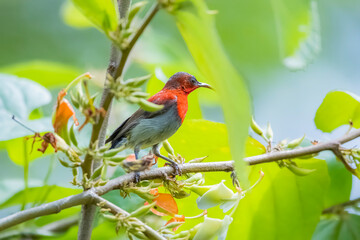 The Crimson Sunbird on a branch in nature