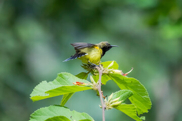 The Olive-backed sunbird on a branch in nature
