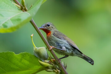The Crimson Sunbird on a branch in nature