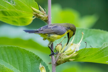 The Olive-backed sunbird on a branch in nature