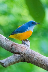 The Orange-bellied Flowerpecker in nature of Thailand