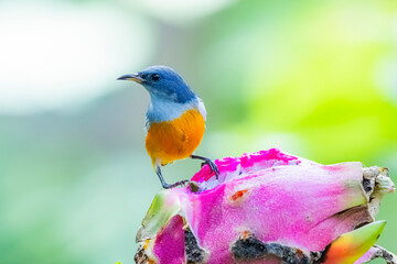 The Orange-bellied Flowerpecker in nature of Thailand
