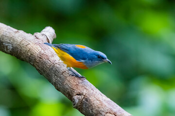 The Orange-bellied Flowerpecker in nature of Thailand
