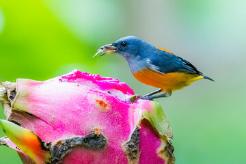 The Orange-bellied Flowerpecker in nature of Thailand