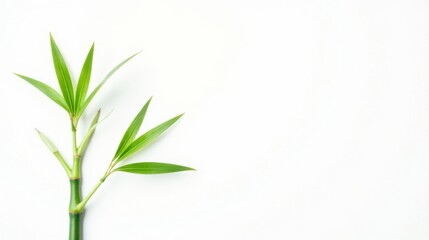 Fototapeta premium Serene Bamboo Sprig on Pristine White Background A Perfect Image for Wellness, Nature, and Tranquility Themes