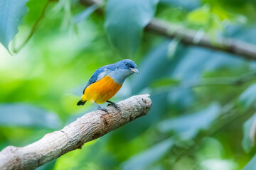 The Orange-bellied Flowerpecker in nature of Thailand