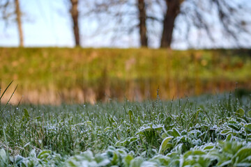 
a frozen field with grass and bushes covered with frost.