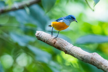 Obraz premium The Orange-bellied Flowerpecker in nature of Thailand