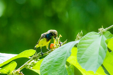 The Olive-backed sunbird on a branch in nature