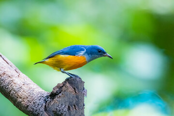 The Orange-bellied Flowerpecker in nature of Thailand