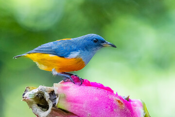 The Orange-bellied Flowerpecker in nature of Thailand
