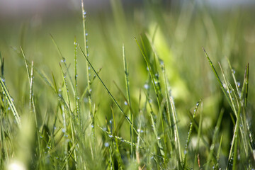 
grass field with dew drops shining in the sun.