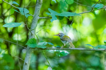The Plain Prinia on a branch in nature
