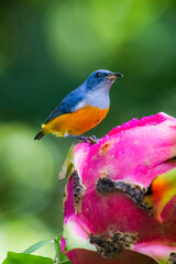 The Orange-bellied Flowerpecker in nature of Thailand