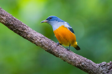 Obraz premium The Orange-bellied Flowerpecker in nature of Thailand