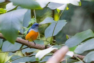 The Orange-bellied Flowerpecker in nature of Thailand