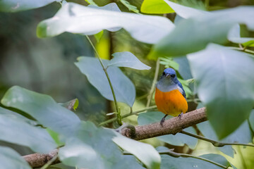 The Orange-bellied Flowerpecker in nature of Thailand