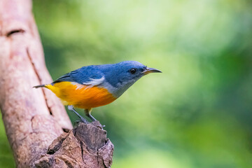 The Orange-bellied Flowerpecker in nature of Thailand