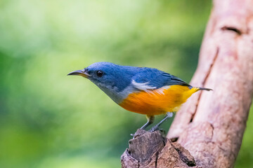 The Orange-bellied Flowerpecker in nature of Thailand
