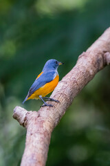 The Orange-bellied Flowerpecker in nature of Thailand