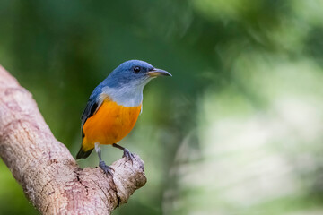 Fototapeta premium The Orange-bellied Flowerpecker in nature of Thailand