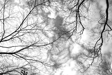 The world of monochrome photographs of natural landscapes. Monochrome photographs transport real landscapes into an unreal space.