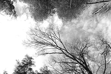 The world of monochrome photographs of natural landscapes. Monochrome photographs transport real landscapes into an unreal space.