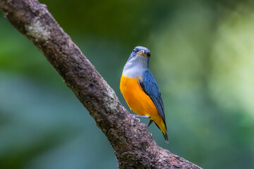 The Orange-bellied Flowerpecker in nature of Thailand