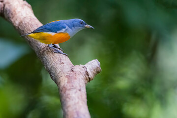 The Orange-bellied Flowerpecker in nature of Thailand