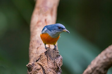 The Orange-bellied Flowerpecker in nature of Thailand