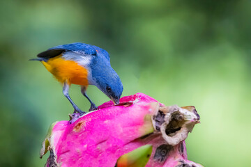 The Orange-bellied Flowerpecker in nature of Thailand