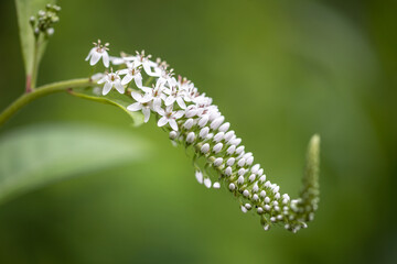 gooseneck loosestrife