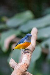 The Orange-bellied Flowerpecker in nature of Thailand