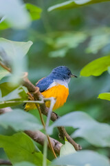The Orange-bellied Flowerpecker in nature of Thailand
