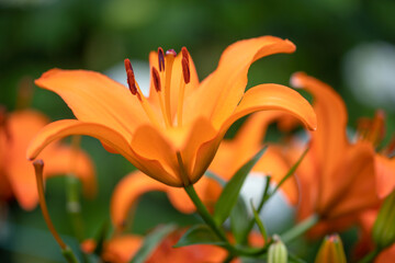 Obraz premium lily