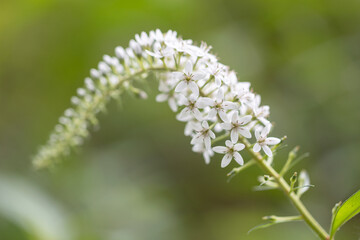 gooseneck loosestrife
