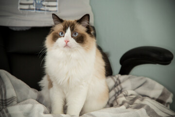 funny fluffy cat in a home environment, Ragdoll breed