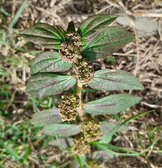 Asthma plant with blurred background, macro view 