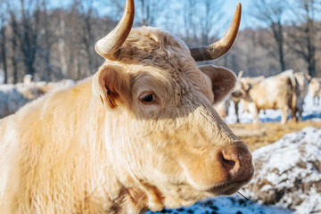 A curious horned cow approaches the camera, showing its large nose and whiskers in close-up. The farm setting features wooden fencing, hay, and a snowy background.